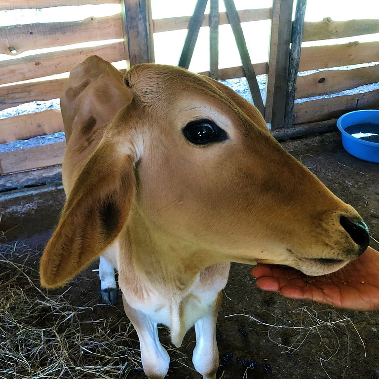 Villa El Almendro - Casa Campo para 11 personas en Jarabacoa